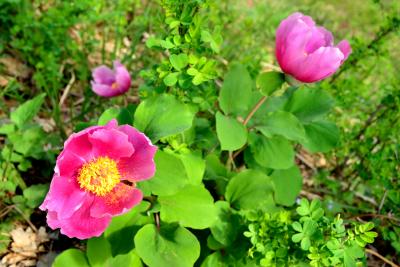 Прикрепленное изображение: DSC_0045.JPG